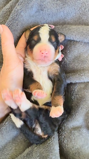 Welcome to the world little one. #tristatesbernedoodles #bernedoodlepuppy #love #bernedoodle #welcometotheworld #bernedoodlesofinstagram #tristatebernedoodles | Tristate Bernedoodles NJ