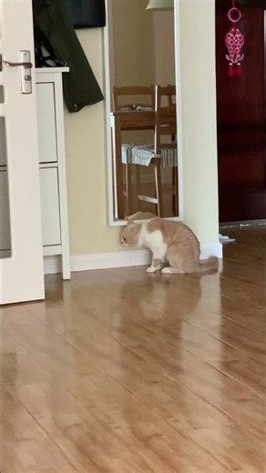 Cat looks in the mirror: “Do I look handsome?”#cat #cmant