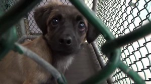 6.3K views · 455 reactions | ADOPTED - moved to SAFE Album on 08/26...