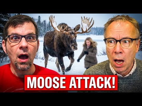 How To Survive a Moose Attack. Fists. Shovel. Gun?
