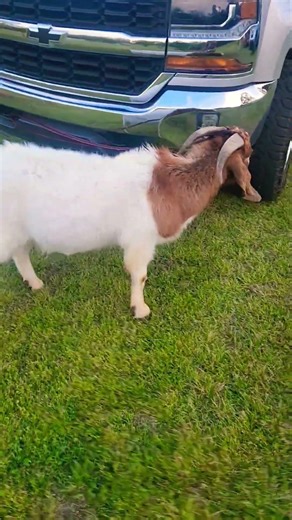 Big Boy #goat #chevy #boergoats