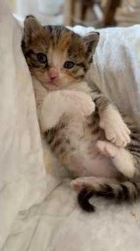 My beloved kitten getting sleepy after drinking her milk - IN MEMORIAM