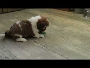 Shichon Puppy For Sale