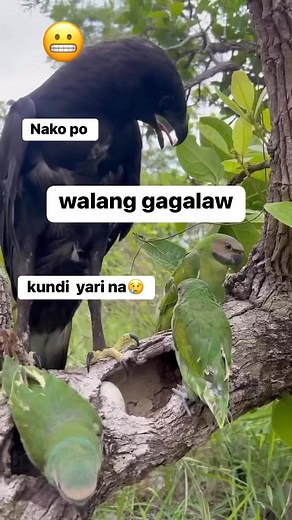9K views · 62 reactions | Bird predator, #highlights | Jim Tay-og Cawaing | Facebook