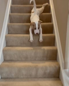 2.4M views · 27K reactions | These dogs haven't quite mastered how to use stairs... | STUDENTbible | Facebook