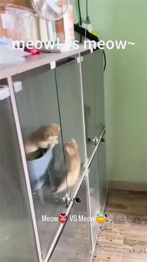 animals world on Instagram‎: "The last one turned into a wolf 🐺 Follow for more content please 🤍 #love #beautiful #happy #cute #follow #catsofinstagram #cats #catlover #catstagram #explore #قطط #petslover #petlovers #pet #animalsofinstagram #animals #funny #care #cat #اكسبلور #اكسبلور_explore #comment"‎