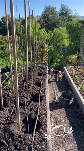 5.1K views · 63 reactions | Have linked to our guide on planting and trellising climbing tomatoes in our bio today, if you’re in need of more (or more sturdy) options for your tommies  | Milkwood | Facebook