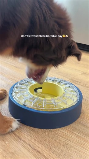 This slow feeder dog puzzle works so well for mental enrichment #dogpuzzle #mentalenrichmentfordogs