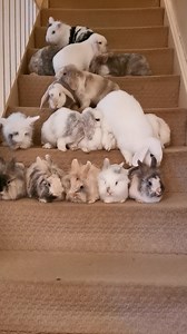 79K views · 952 reactions | so it's been months since i actually done this pic with the kids but as i find the videos are funnier (plus nobody believes you without video evidence that they stay still for long enough). Check how good that bottom row are <3 stars of the show for sure!! <3 | Chelsea's Rabbit Warren | Facebook