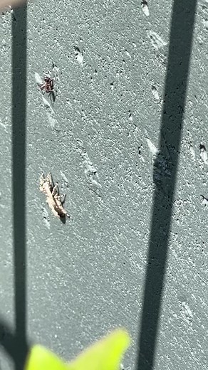 A few Baby Praying Mantis #insects #spider #mantis #insects #nature #spider #hunting | Savingmemoryarchives