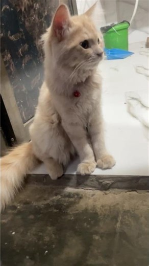 #cat #catlife #catshorts #growwithcats #catvideos #cutecat