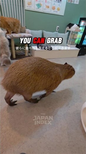 You Can Chill With a Capybara in Tokyo 🐹🇯🇵