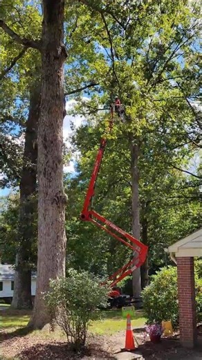 Spider Lift For Trimming My Tree #nature