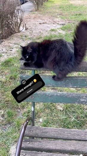 Sharpening them claws #cat