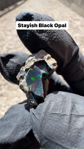 Black Opal from the Stayish mines have unique characteristics that make it neither specimen nor jewlery grade; They have the deepest blacks and opaque bases, allowing for maximum contrast of color, they are also heavily included with matrix and tend to craze when submerged in water. They can be polished but most will have some visible shallow cracks. If kept dry they will remain stable unlike specimen grade opal. Comment below if you have questions about Stayish Black Opal!😊 #opals #blackopal #