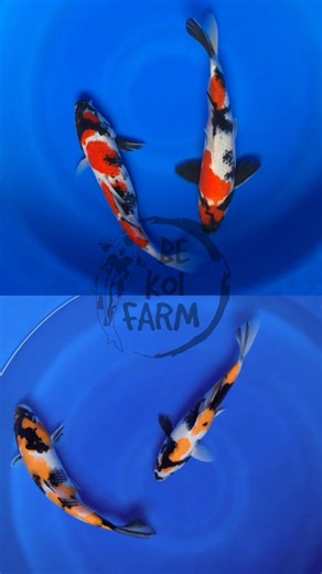 Showa koi scales with different colors❤️💛, a difference that does not reduce the beauty of each because it has its own artistic value😍😍 #koi #showa #koifish #nishikigoi #koipond | Biya Indoka