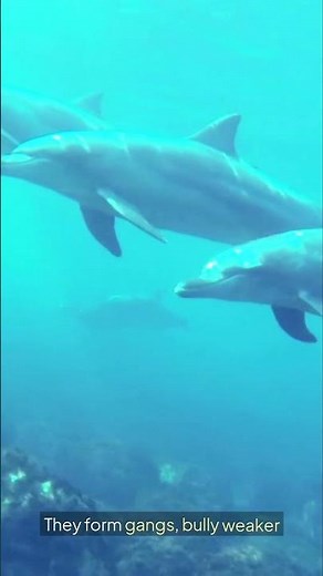 Cute… But Deadly — Dolphins