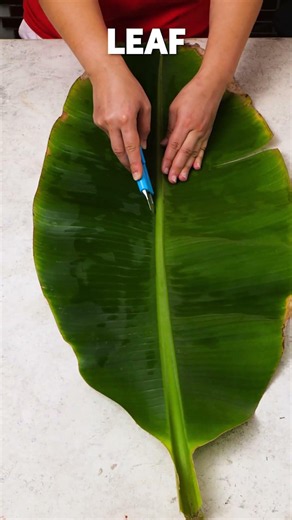 Unlocking Garden Magic: The Cardboard Trick You Didn't See Coming! 🌿✨