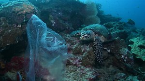 702 reactions · 271 shares | Around the world marine animals are being threatened by plastic pollution | Sailors for the Sea | Facebook