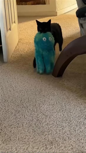 All I want for #christmas is to adopt the #fosterkittens Airport, Passport, and Suitcase and start training them to make you laugh. I didn’t start training Harpo until he was already a senior kitty. So I never tried to teach him anything physically demanding, or attempt more cognitively complex things, like recognizing the names of his toys and bringing what I asked for, or using the talking buttons to ask me for specific things. He probably could have learned, but it would’ve been a lot of work