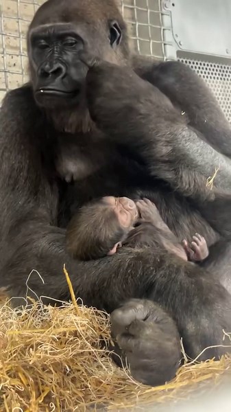 Cincinnati Zoo gorilla welcomes first baby. See video