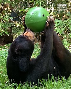 4.3K views · 307 reactions | Here's some bear-y interesting facts about the Sun Bears with keeper Marty! | Perth Zoo | Facebook