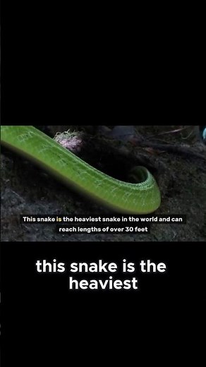 🐍 Meet The Green Anaconda – The Amazon's Massive Giant 😳