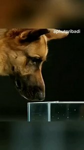 2.6K views · 565 reactions | Ternyata ini perbedaan cara minum anjing dan kucing, guys!! #reels #trending #viral #information #knowledge | Aphut Pribadi | Facebook