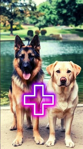 Meet the Rottmatian and Sheprador MIX BREEDS You Never Knew Existed! #dog #dogbreedsname #dogbreeds