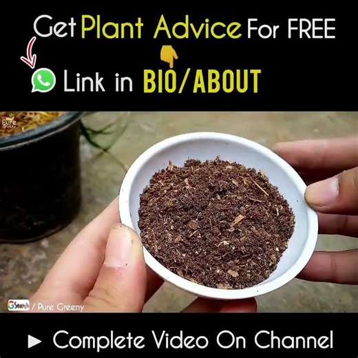What Kind of Fertilizer Flowering Plants Actually Like?