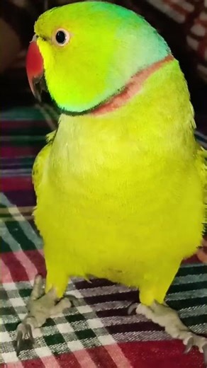 amazing talking parrot mithu mummy papa #talkingparot