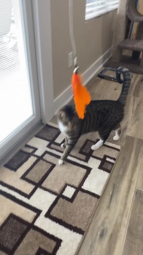 Ways to Make Your Cat More Playful: Tips and Tricks