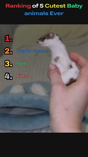 Ranking 5 Cutest Baby Animals Ever 🐾😍 | Adorable Animal Moments #shorts #viralshorts #cuteanimals