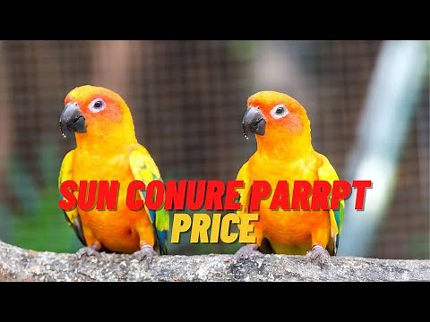 Sun conure parrot price || Sun conure baby parrot price || breeding pair price