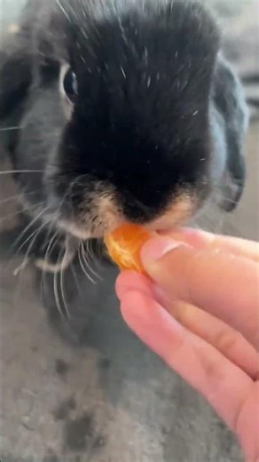 @otter.da.asmr.goa: Bunny eating oranges😮‍💨😋シ゚viral