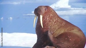 Walrus live in a natural ice habitat in the Arctic.