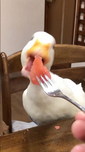 スイカを食べるアヒル アヒルは可愛い、世界を救う#アヒル #あひる #duck #コールダック #動物 #ペット #鳥 #癒し #メンヘラ #旅行 #アヒル狂 #信者 #かわいい #布教活動