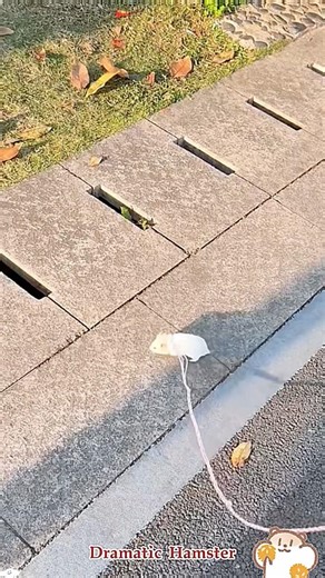 Dramatic 🐹 hamster #funny #youtube #pets #funnypets #hamster #love