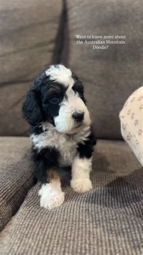 Berns & Doodles | Breeder | Mentor on Instagram: "The Australian Mountain Doodle is a unique mix of the Aussiedoodle and the Bernedoodle, blending the best traits of all three breeds! ✨ From the Australian Shepherd, they inherit intelligence, loyalty, and strong health. ✨ From the Bernese Mountain Dog, they gain a calm, affectionate, and family-friendly nature. ✨ From the Poodle, they receive hypoallergenic qualities, longevity, and versatility. The result is a loving, adaptable, and allergy-fri
