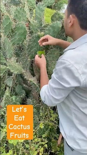 Let’s Eat Cactus Fruits | Tasting Cactus Fruit for the First Time #ytshorts
