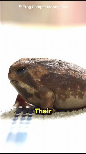 The Cutest Frogs In The World