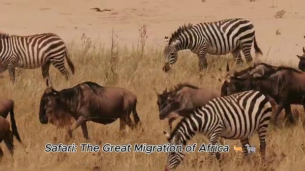 Safari: The Great Migration of Africa 🦌🦓 | Wildebeest & Zebra Journey