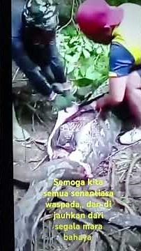 A big python ate a person #python #wildlife #shorts