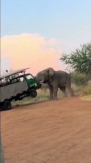 Elefante furioso golpeó violentamente un camión safari en Sudáfrica
