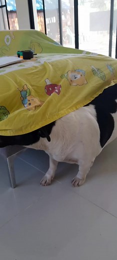 Adventures of a Black and White French Bulldog