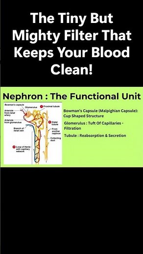 How Your Kidneys Filter Blood - The Nephron Explained!