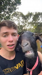 Billy Goat movin' mad 😐 #Goat #Singer #Farm TT//danieljubnelson | Olima Omega