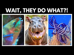 10 Quirky Animals and Their FREAKY Habits