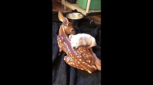 Deer and Puppy Snuggle Buddies