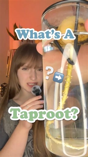 What Is a Taproot? (And How to Care for It) #taproot #plantcare #indoorplants #plantproducts #garden